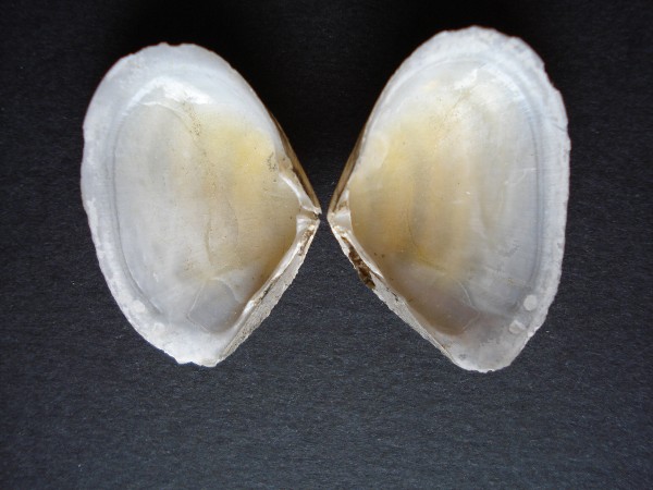 Tellina serrata